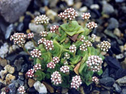 Crassula socialis